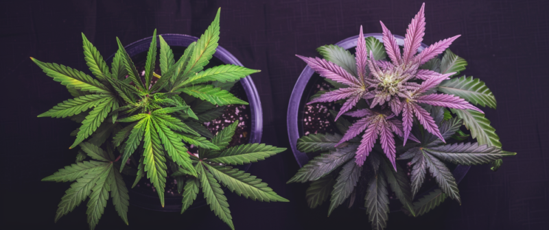 what's the difference between thc and thcv